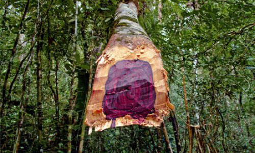 De Madagascar &agrave; la Chine, le scandaleux trafic du bois de rose