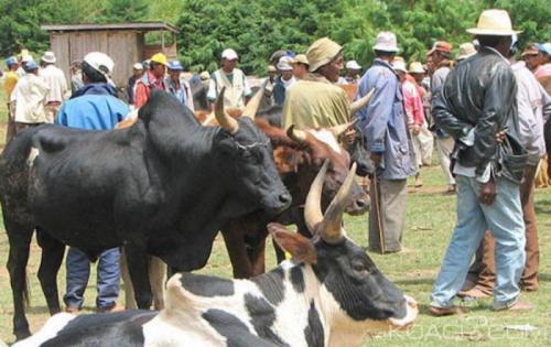 Madagascar: Huit soldats tu&eacute;s par des voleurs de Z&eacute;bus