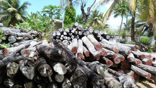 Trafic de bois de rose &agrave; Madagascar: reprise d'un proc&egrave;s &agrave; Singapour