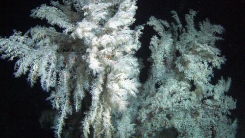 Madagascar: saisie record de corail noir dans le sud de l&rsquo;&icirc;le